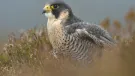 The iconic peregrine falcon